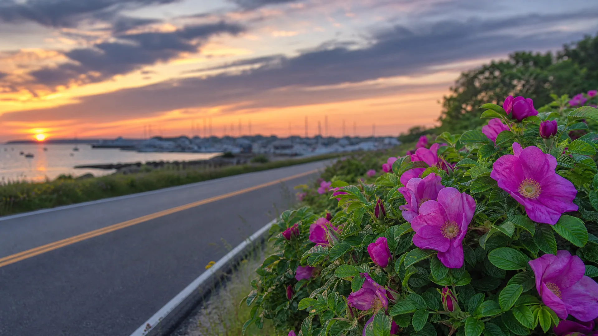 A roadside shrub with pink rose blooms and green leaves beside a two-lane road running along a harbor with moored boats at sunset.